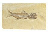 Rare, Fossil Fish (Amphiplaga) - Green River Formation #240389-1